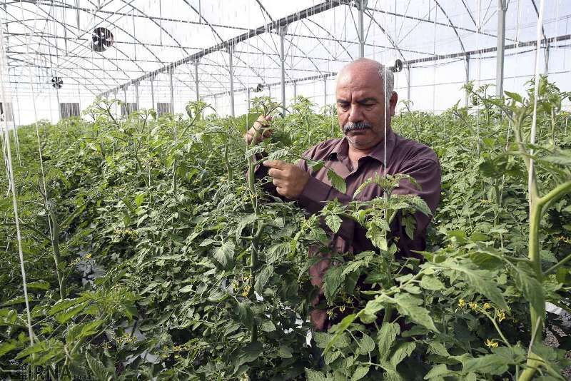 پرداخت تسهیلات حدود 500 میلیارد ریالی به گلخانهای مازندران