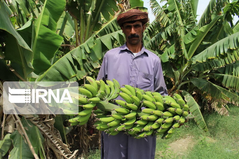 کشاورزی موتور محرکه اقتصاد سیستان و بلوچستان