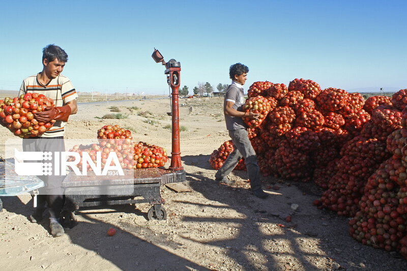 آزمون دوره ای 143 باسکول سنگین در لرستان