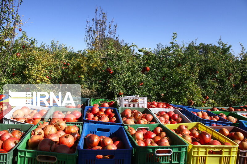 ارز آوری ۶ میلیارد دلاری بخش کشاورزی در سال گذشته ارز آوری ۶ میلیارد دلاری بخش کشاورزی در سال گذشته