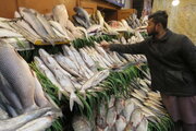 ساندویج ماهی در راه مدارس مازندران 