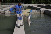 رها سازی ماهی در استخرهای ذخیزه آب کشاورزی جهرم