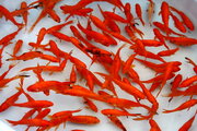 رهاسازی ماهی قرمز باعث انتقال بیماری‌ها و کاهش کیفیت آب می‌شود