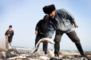 فصل صید ماهیان استخوانی در مازندران پنج روز تمدید شد 