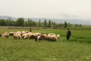 دامداری سنتی قربانی رونق کشاورزی در مازندران 