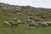 گلستان و ظرفیت‌های مغفول در پرورش و صنایع تبدیلی دام