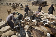 طرح روستای بدون بیکار در ۷۰ نقطه کشور اجرا شد