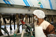 تولید ۱۱ میلیون تن شیرخام امسال در کشور پیش بینی شد