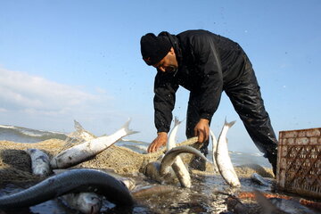تولید سالانه ۱۵ هزار تن انواع ماهی در آذربایجان‌غربی 