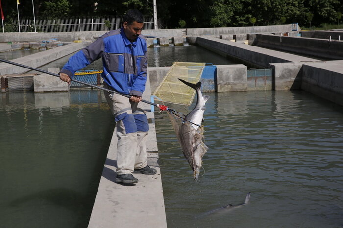 تورگُستری فارس برای رونق اقتصاد ماهیان خاویاری/تولید بیش از یک هزار و ۷۰۰ کیلوگرم در سال