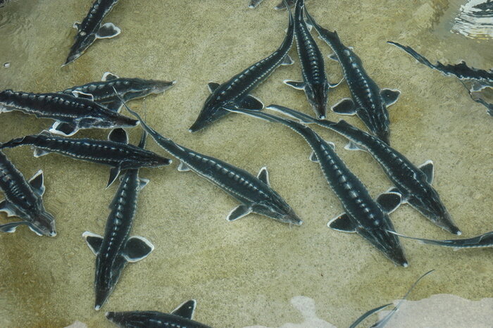 خشکی خلیج گرگان تهدید جدی برای بازماندگان عصر ژوراسیک