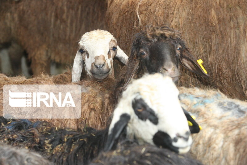یک مرکز جدید عرضه دام و 10 میدان تره بار در تهران ایجاد میشود