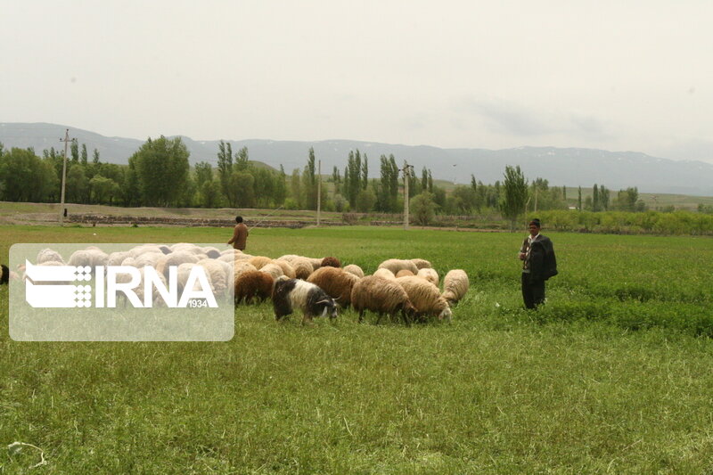 دامداری سنتی قربانی رونق کشاورزی در مازندران 