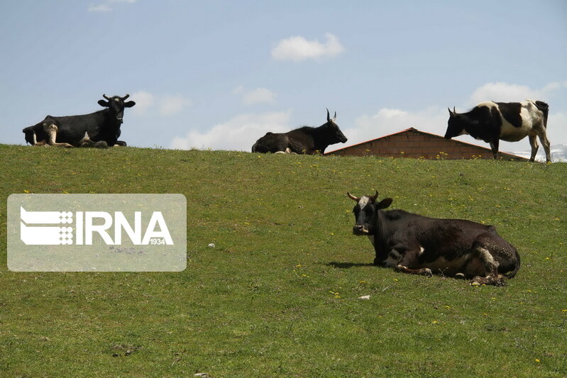  ۹۰ درصد شیر بوکان در دامداری‌های سنتی تولید می‌شود 