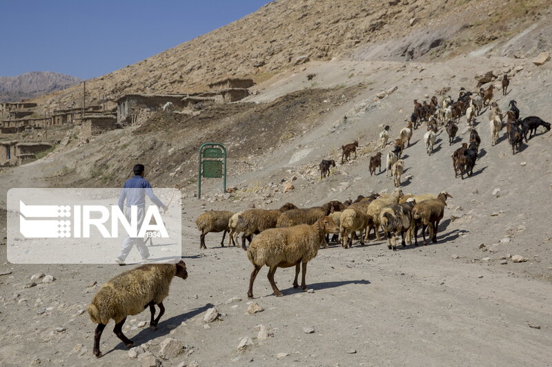 اخراج ۲۰ هزار واحد دامی غیر مجاز از مراتع جنوب پایتخت