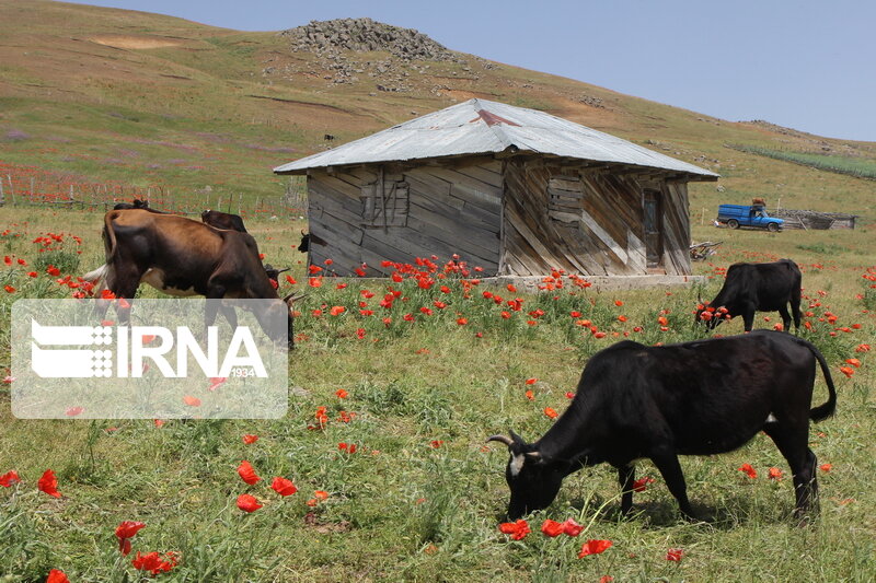بیماری دامی بروز یافته در بابل تب سه روزه است  بیماری دامی بروز یافته در بابل تب سه روزه است