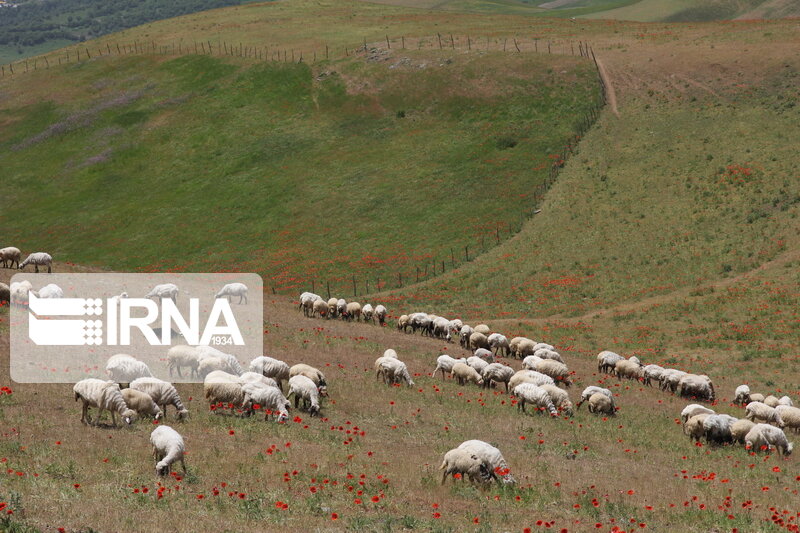 حساسیت مردم برای حفظ مراتع گلستان اندک است