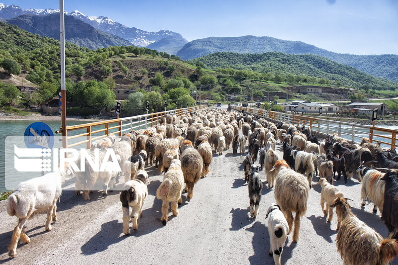 منابع طبیعی مازندران :دامداران و عشایر زمان‌بندی کوچ را رعایت کنند