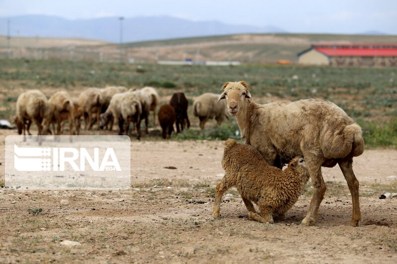 گوسفندان اصلاح نژاد شیروان هر هشت ماه بره‌دهی دارند