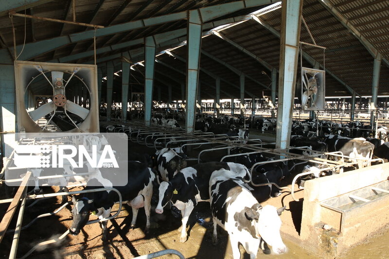 فروش محصولات دامی و لبنی در خراسان جنوبی کاهش یافت فروش محصولات دامی و لبنی در خراسان جنوبی کاهش یافت
