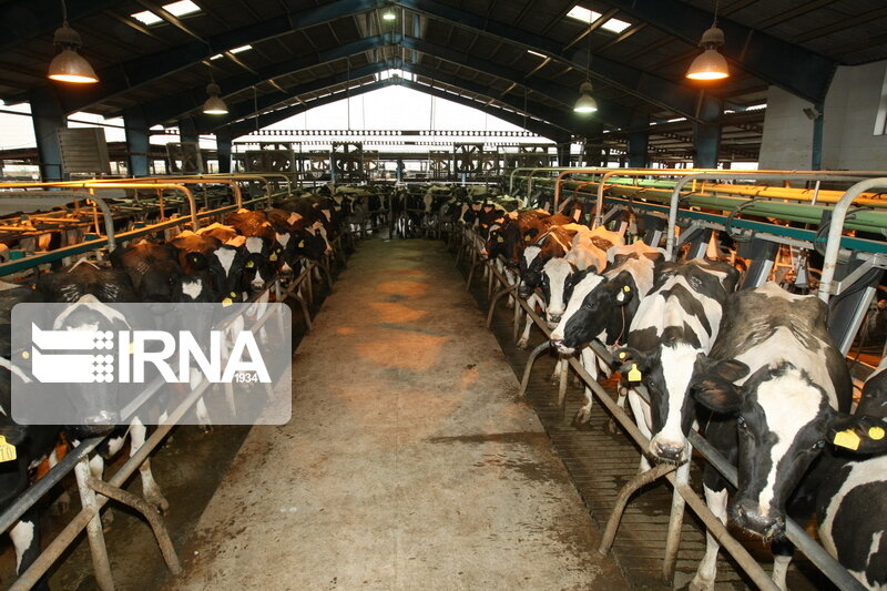 حدود ۴۷ هزار تن خوراک دام در اختیار دامداران خراسان شمالی قرار گرفت حدود ۴۷ هزار تن خوراک دام در اختیار دامداران خراسان شمالی قرار گرفت