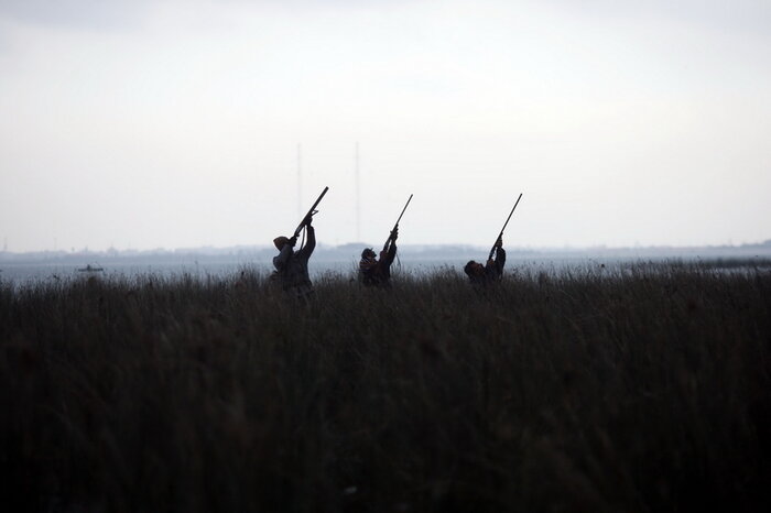 کشتار ۱.۵ میلیون پرنده در فریدونکنار/ تلاش دولت برای کاهش تلفات