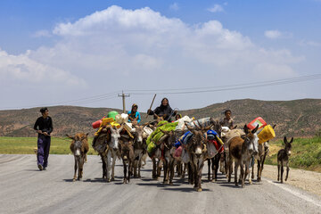 جلوگیری از ورود زودهنگام عشایر به مراتع همدان