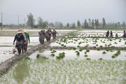 کشت برنج پرمحصول در مازندران کاهش یافت