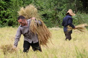 آینده مبهم در بخش کشاورزی به دلیل قیمت‌گذاری دستوری