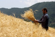 ۱۷۷ هزار تن گندم مازاد بر نیاز کشاورزان در استان مرکزی خریداری شد