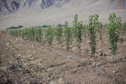 اجرای طرح کاشت یک میلیارد درخت با بهره‌گیری از فناوری‌های نوین