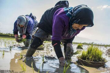 گسترش حمایت بیمه‌ای دولت برای شالیکاری و باغداری مازندران