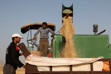 میزان خرید تضمینی گندم به ۵ میلیون تن نزدیک شد