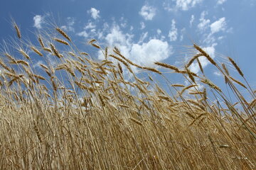  ۱۴ میلیون و ۵۰۰ هزار تن گندم در کشور تولید شد
