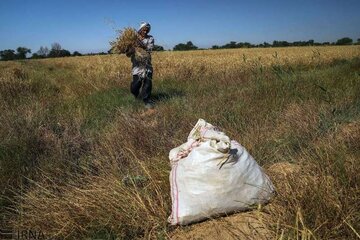 خرید ۲۶۵هزارتن گندم مازاد بر نیاز کشاورزان لرستانی