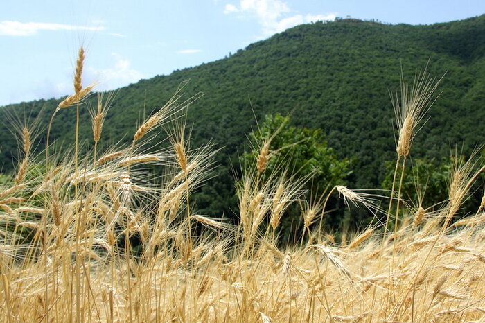 تولید ارقام گیاهی کم آب بر نوید بخش امنیت غذایی در خشکسالی