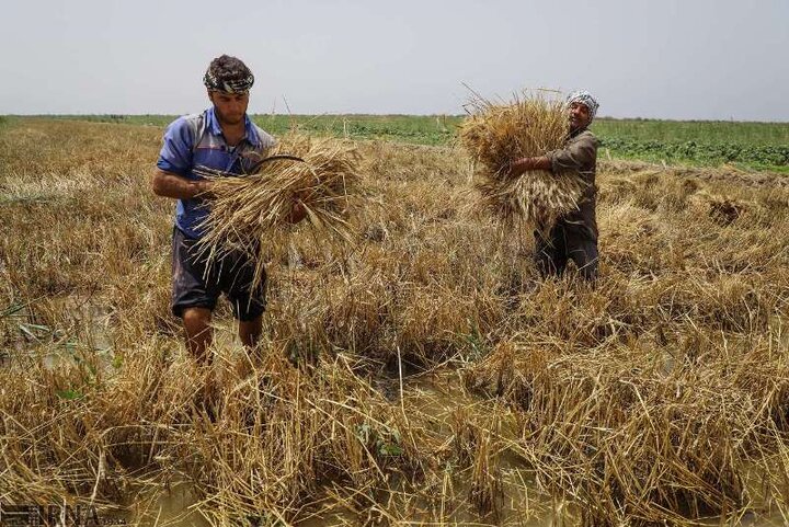 رتبه فارس در بخش‌های مختلف کشاورزی، تامین امنیت غذایی، تضمین خود اتکایی