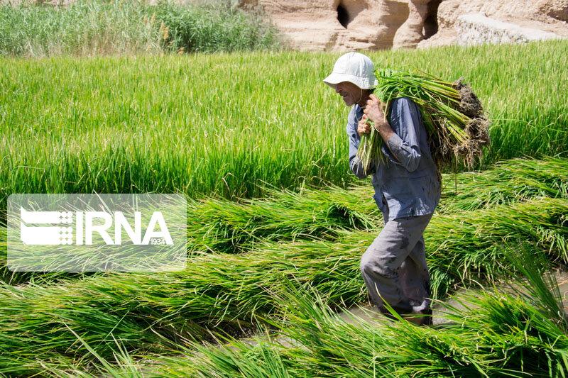 سنگینی سایه سرمای زودرس بر کشت دوم برنج در مازندران 