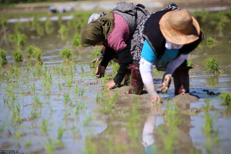 کشاورزان برای کشت ارقام جدید برنج، درخواست ارائه دهند