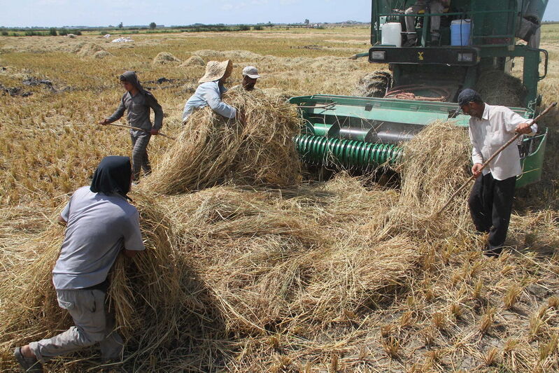 میانگین تولید گندم داورزن یک تن در هکتار افزایش یافت