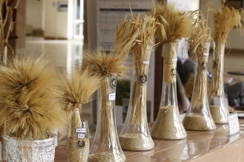 معاون وزیر جهاد کشاورزی: ایران در تولید بذر گندم خودکفا است
