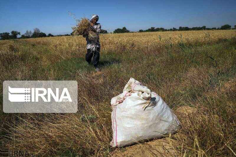 خرید ۲۶۵هزارتن گندم مازاد بر نیاز کشاورزان لرستانی