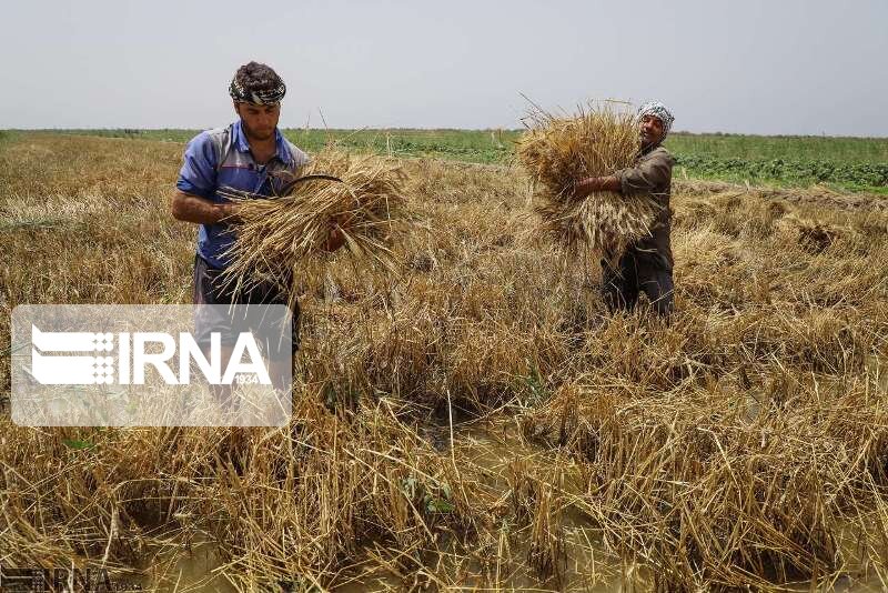 کردستان در رتبه دوم خرید تضمینی گندم سال ۹۸ قرار گرفت کردستان در رتبه دوم خرید تضمینی گندم سال ۹۸ قرار گرفت