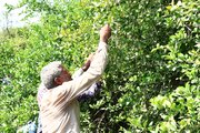 باغداران شهرستان مُهر ۲ هزار تن لیمو ترش برداشت کردند