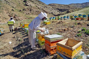 ایران، چهارمین تولیدکننده عسل جهان