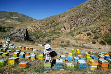 جنگ زنبورها در مناطق کوهستانی و ییلاقی مازندران 