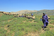 عشایر آذربایجان‌غربی سالانه ۷۵۰۰ میلیارد ریال کالا تولید می‌کنند