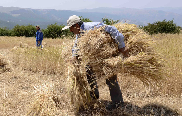 خرید تضمینی گندم در سیستان و بلوچستان آغاز شد