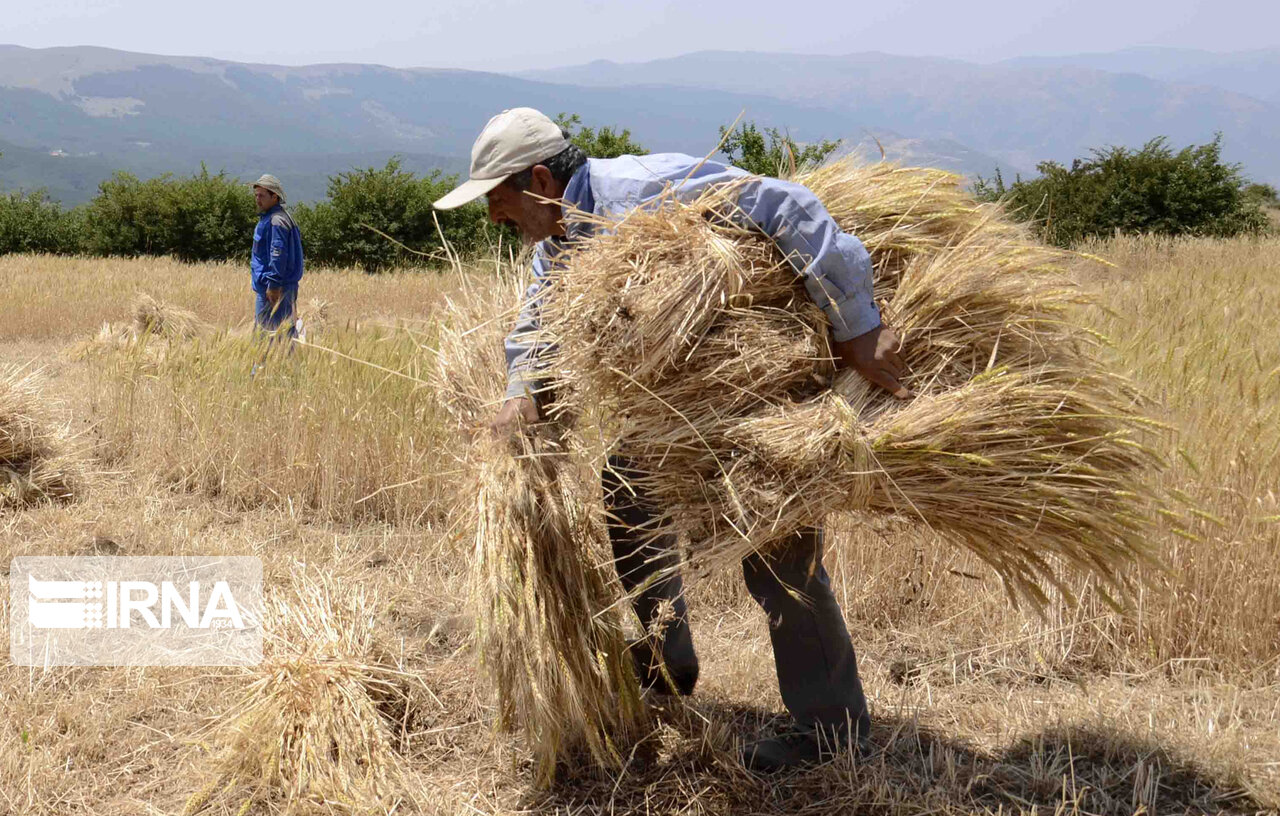  ایران در تولید بذر غلات خودکفا است
