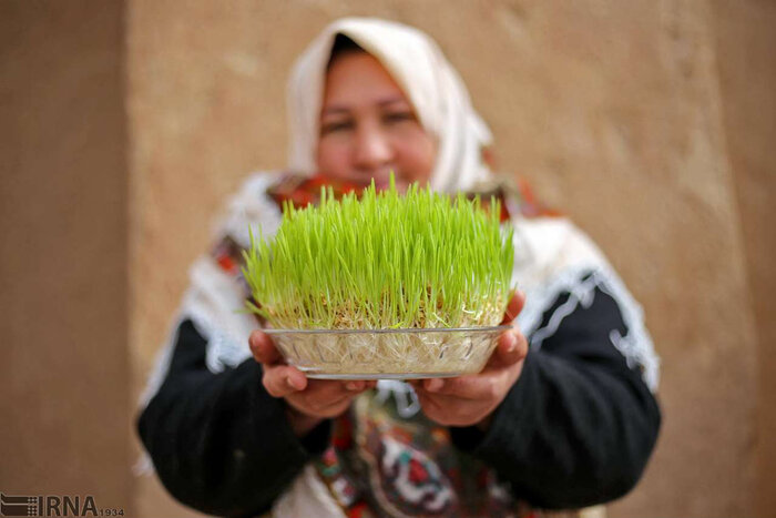 بهار در راه است؛ با کاشت سبزه، عید نوروز را به خانه بیاورید!